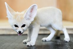 Samica fenka z Łodzi