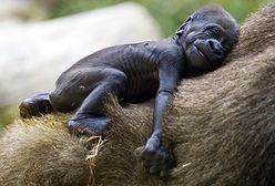 Goryle przyszły na świat w parku safari w Tel Awiwie