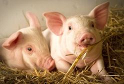 Rosja tymczasowo zakazuje importu żywych świń z USA
