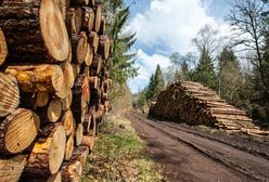 Zarobki w lasach: 7 tys. zł dla leśnika