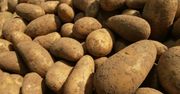 Globalne ocieplenie: to koniec ziemniaków!