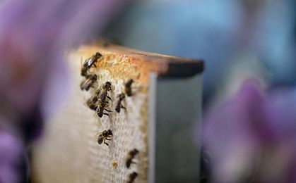 Zgnilec amerykański zaatakował pszczoły w powiecie częstochowskim