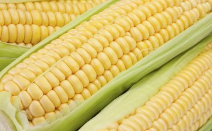 Tygodniowy raport z rynku surowców: Kukurydza - atrakcyjne ceny dla kupujących