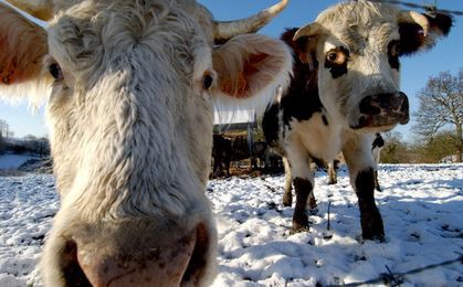 Białoruś zniosła zakaz importu bydła