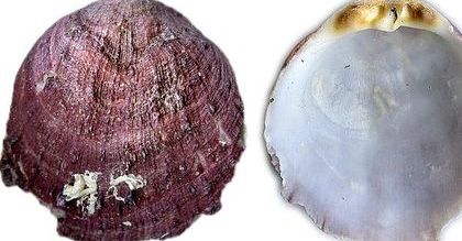 Historia pieniądza: Na początku były muszle
