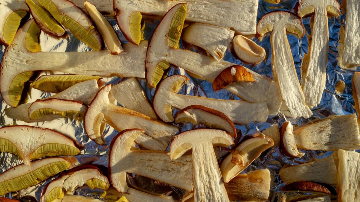 5 powodów, dla których warto jeść grzyby