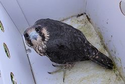 Sokoły wędrowne zamieszkały w sztucznych gniazdach