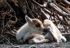 Młode renifery we Wrocławiu
