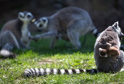 Lemury z zoo we Wrocławiu