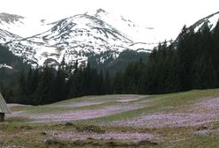 Krokusy na Kalatówkach