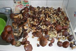 W lasach grzybów nie brakuje