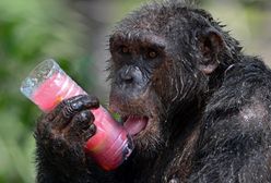 Nieznośne upały w Tajlandii