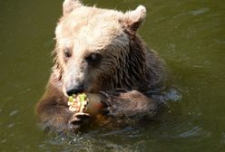 Prognoza długoterminowa - lato z przerwą na... wiosnę