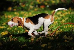 Prognoza długoterminowa - deszcz nas opuścił