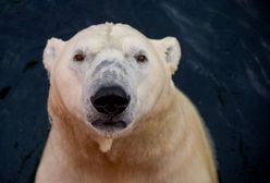 Te zwierzęta niebawem wyginą