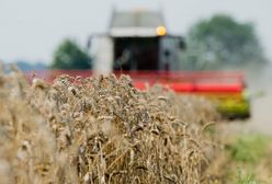 Toksyczne, rakotwórcze rośliny uprawne