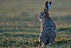 Prognoza długoterminowa - zaskakująco ciepło