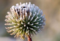 Prognoza długoterminowa - nadchodzi zima, bardzo anemicznie