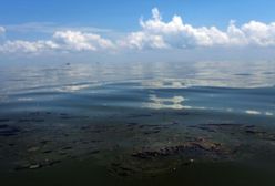 Zakwaszenie oceanów zagrożeniem dla Ziemi