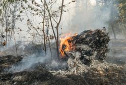 Coraz więcej susz i fal upałów