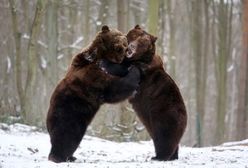 Zimy w Polsce aż do wiosny?