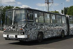 Autobus jak zebra