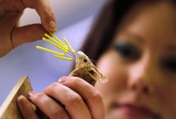 Mysz muzealnym eksponatem