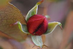 W tym roku nie będzie już zimy?