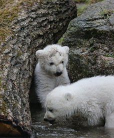 Młode niedźwiedzie polarne z Monachium