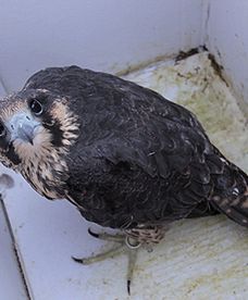 Sokoły wędrowne zamieszkały w sztucznych gniazdach