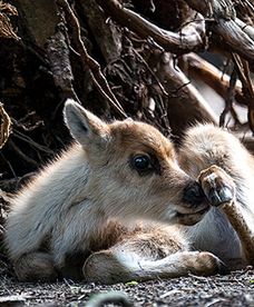 Młode renifery we Wrocławiu