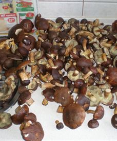 W lasach grzybów nie brakuje