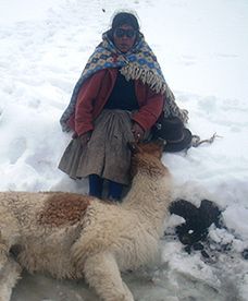 Rekordowe śnieżyce w Peru