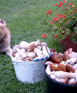 Grzyby w naszych lasach