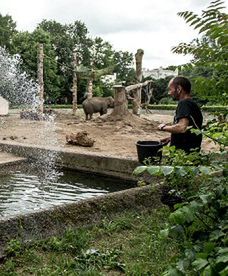 Słonica Birma z Wrocławia