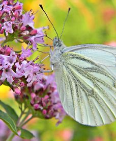 Prognoza pogody na długi weekend sierpniowy