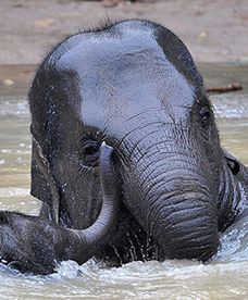 Słoń w wodzie