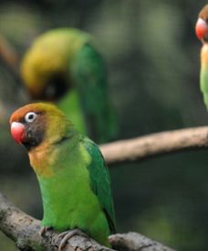 Inwazja papug w Polsce