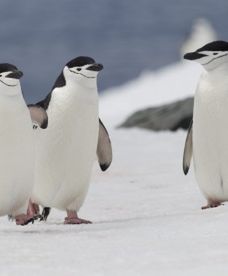 Lodowce Antarktydy topnieją szybciej niż przypuszczano