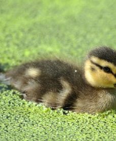 Rekordowe upały w 2015 roku?