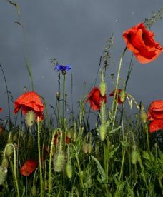 Fatalne lato w Polsce?