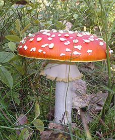 Uwaga, grzyby!