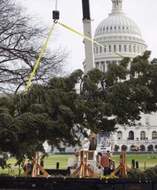 Szykują się na święta