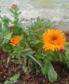 "Atak" wiosny w styczniu