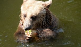 Prognoza długoterminowa - lato z przerwą na... wiosnę