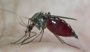 Groźny wirus zaatakuje Polaków?