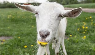 Długoterminowa prognoza pogody