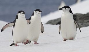 Lodowce Antarktydy topnieją szybciej niż przypuszczano