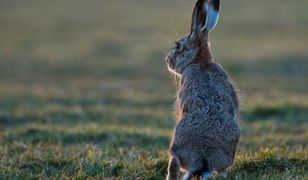 Prognoza długoterminowa - zaskakująco ciepło