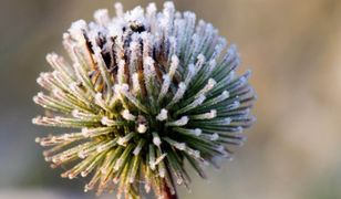 Prognoza długoterminowa - nadchodzi zima, bardzo anemicznie